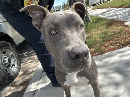Shelter Stray Male Dog last seen Near W Belrick Dr, South District, TX, 355 Hillshire Dr, Haslet, TX 76052, USA