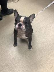 Shelter Stray Male Dog last seen Near VAUGHN BLVD, East District, TX, 355 Hillshire Dr, Haslet, TX 76052, USA