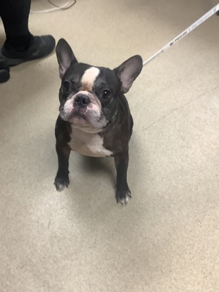 Shelter Stray Male Dog last seen Near VAUGHN BLVD, East District, TX, 355 Hillshire Dr, Haslet, TX 76052, USA