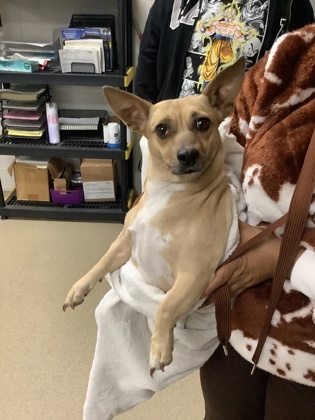 Shelter Stray Female Dog last seen Near W Seminary Drive, South District, TX, 355 Hillshire Dr, Haslet, TX 76052, USA