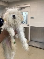 Shelter Stray Male Dog last seen Near W Seminary Drive, South District, TX, 355 Hillshire Dr, Haslet, TX 76052, USA