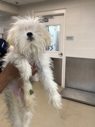Shelter Stray Male Dog last seen Near W Seminary Drive, South District, TX, 355 Hillshire Dr, Haslet, TX 76052, USA