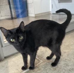 Shelter Stray Female Cat last seen Near Shadow Bend Dr, Central District, TX, 355 Hillshire Dr, Haslet, TX 76052, USA
