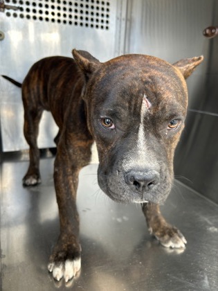 Shelter Stray Male Dog last seen Near CAREY ST, East District, TX, 355 Hillshire Dr, Haslet, TX 76052, USA
