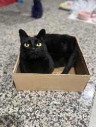 Shelter Stray Male Cat last seen , , TX, 355 Hillshire Dr, Haslet, TX 76052, USA