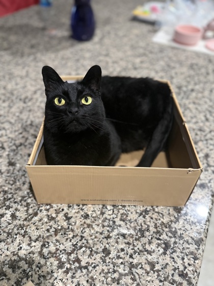 Shelter Stray Male Cat last seen , , TX, 355 Hillshire Dr, Haslet, TX 76052, USA