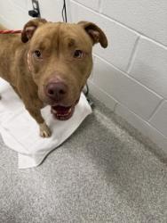 Shelter Stray Male Dog last seen Near Ravenwood Ave, 21213, MD, 2490 Giles Rd, Baltimore, MD 21225, USA