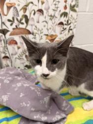 Shelter Stray Female Cat last seen Near Furrow st, 21223, MD, 2490 Giles Rd, Baltimore, MD 21225, USA