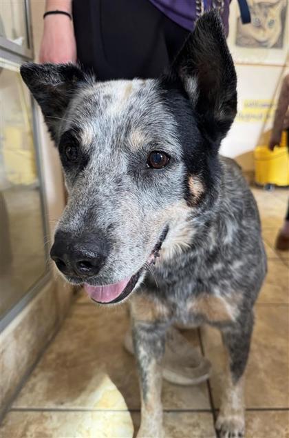 Shelter Stray Male Dog last seen Near Williams Dr, City of Georgetown, TX, 1855 SE Inner Loop, Georgetown, TX 78626, USA