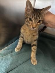 Shelter Stray Female Cat last seen Near Block Settlement Drive, City of Round Rock, TX, 1855 SE Inner Loop, Georgetown, TX 78626, USA