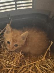 Shelter Stray Male Cat last seen Near BLK MCSHEPHERD RD, Williamson County, TX, 1855 SE Inner Loop, Georgetown, TX 78626, USA