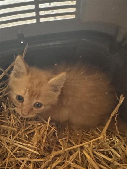 Shelter Stray Male Cat last seen Near BLK MCSHEPHERD RD, Williamson County, TX, 1855 SE Inner Loop, Georgetown, TX 78626, USA