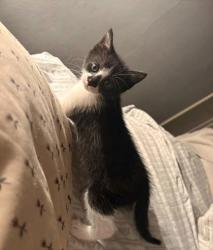 Shelter Stray Female Cat last seen Side of front porch, Memphis, TN, 935 Farm Rd, Memphis, TN 38134, USA