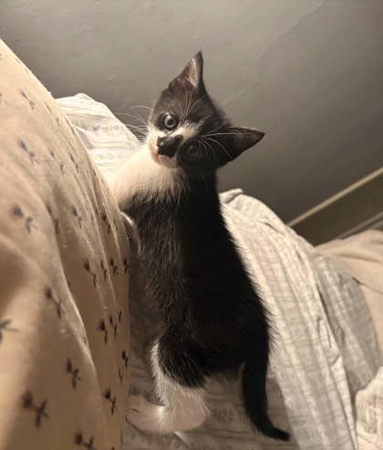 Shelter Stray Female Cat last seen Side of front porch, Memphis, TN, 935 Farm Rd, Memphis, TN 38134, USA
