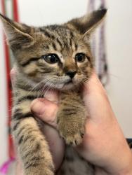 Shelter Stray Male Cat last seen Parent's garage - Arlington, Arlington, TN, 935 Farm Rd, Memphis, TN 38134, USA