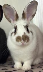 Shelter Stray Female Rabbit last seen Near 62nd st, Oakland, CA, 1101 29th Ave, Oakland, CA 94601, USA
