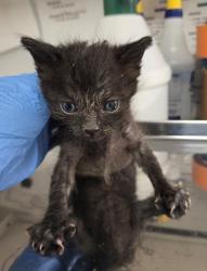 Shelter Stray Male Cat last seen S Henderson Rd & W Superior Ave, Caruthers Zone Fresno CO 1B 93609, CA, 1510 W Dan Ronquillo Dr, Fresno, CA 93706, USA