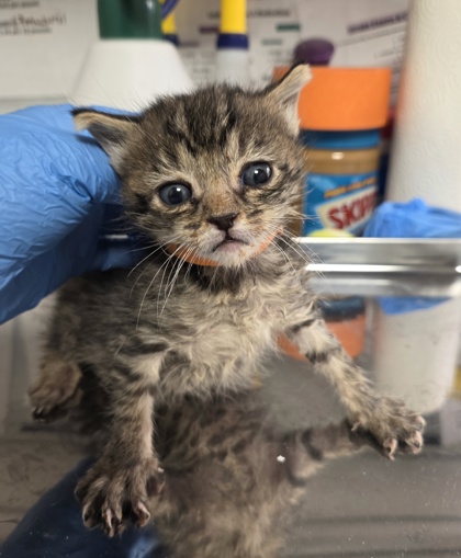Shelter Stray Female Cat last seen S Henderson Rd & W Superior Ave, Caruthers Zone Fresno CO 1B 93609, CA, 1510 W Dan Ronquillo Dr, Fresno, CA 93706, USA