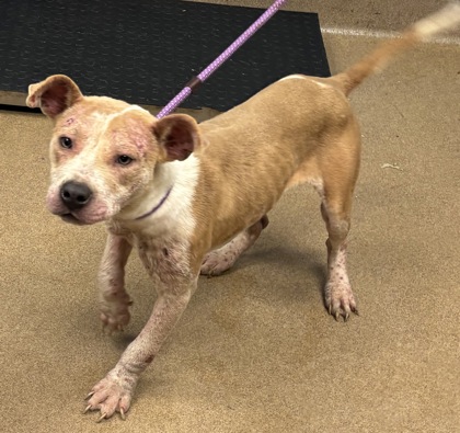 Shelter Stray Female Dog last seen Near E Clubhouse Circle, 30032, GA, 3280 Chamblee Dunwoody Rd, Chamblee, GA 30341, USA
