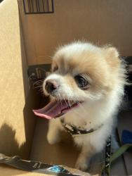 Found/Stray Female Dog last seen Kildaire Crossing neighborhood, Cary, NC 27518