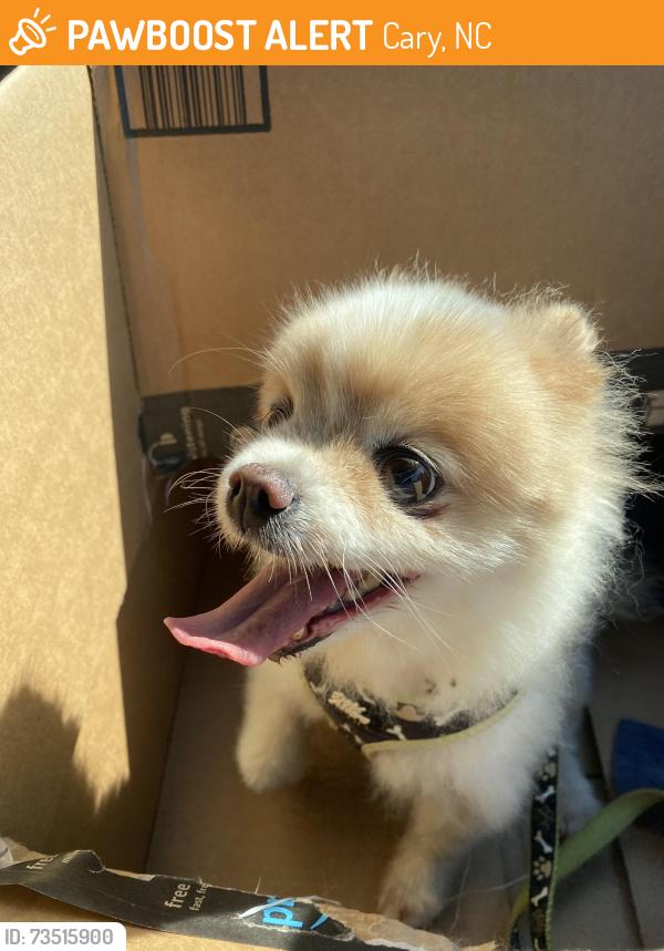 Found/Stray Female Dog last seen Kildaire Crossing neighborhood, Cary, NC 27518