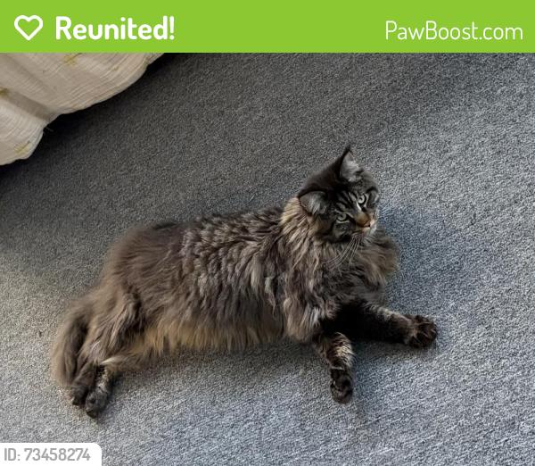 Reunited Male Cat last seen Redwood & Vine, Fort Collins, CO 80524