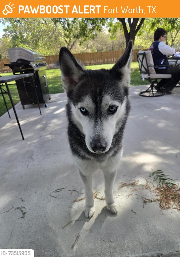 Found/Stray Female Dog last seen Cantrell Sansom Rd, Fort Worth, TX 76131