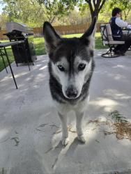 Found/Stray Female Dog last seen Cantrell Sansom Rd, Fort Worth, TX 76131