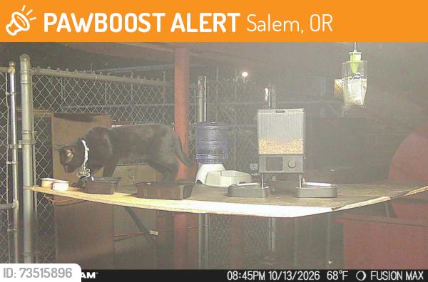 Found/Stray Male Cat last seen Chemawa rd, Salem, OR 97305