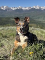 Lost Female Dog last seen 47th and race street denver co, Denver, CO 80216