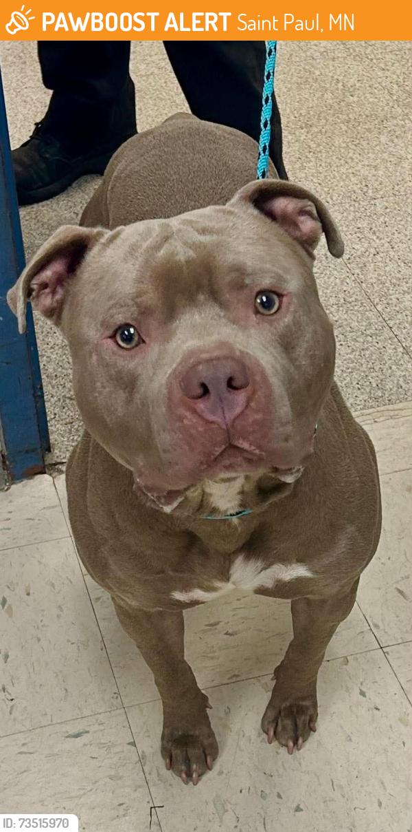 Found/Stray Male Dog last seen University and Fairview, Saint Paul, MN 55104