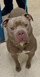 Found/Stray Male Dog last seen University and Fairview, Saint Paul, MN 55104