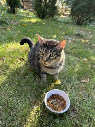 Found/Stray Female Cat last seen Lorcom and Nelly Custis, Arlington, VA 22207