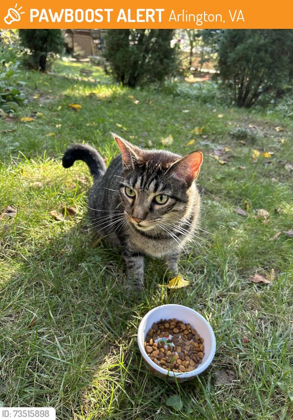 Found/Stray Female Cat last seen Lorcom and Nelly Custis, Arlington, VA 22207