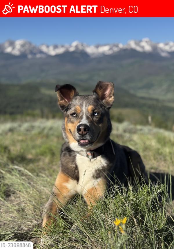 Lost Female Dog last seen 47th and race street denver co, Denver, CO 80216