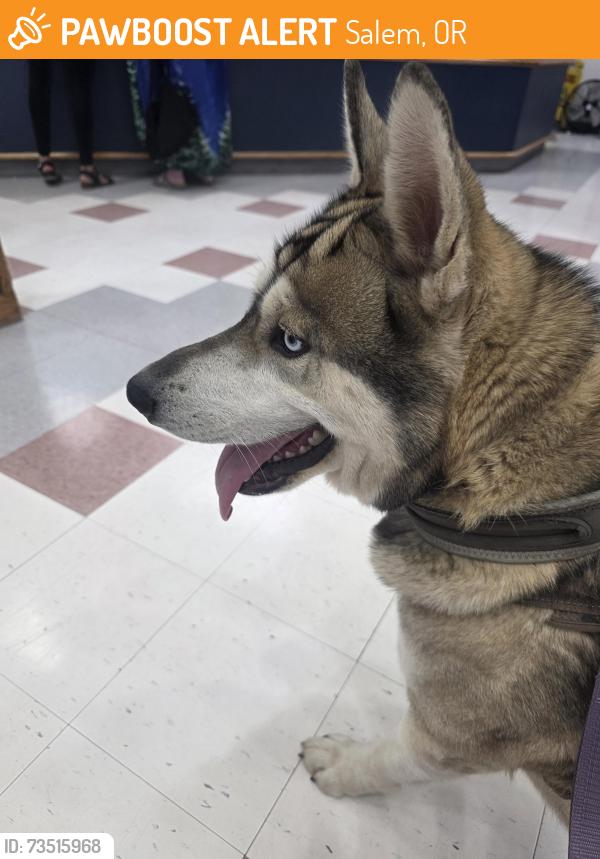 Found/Stray Male Dog last seen Oregon state hosp, Salem, OR 97301