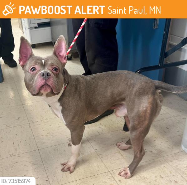 Found/Stray Male Dog last seen Conway Park, Saint Paul, MN 55119