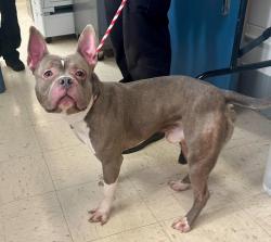 Found/Stray Male Dog last seen Conway Park, Saint Paul, MN 55119