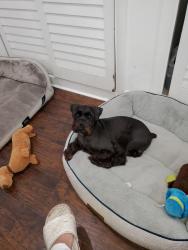 Reunited Male Dog last seen N 70th ave Hollywood, Hollywood, FL 33024