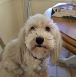 Reunited Female Dog last seen Kingwood Drive and Trailwood Village Dr, Humble, TX 77339