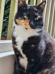 Lost Female Cat last seen Vineway Pl & Woodland Way, Arlington, WA 98223