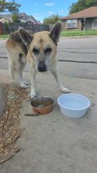 Found/Stray Male Dog last seen Post office, Alvarado, TX 76009