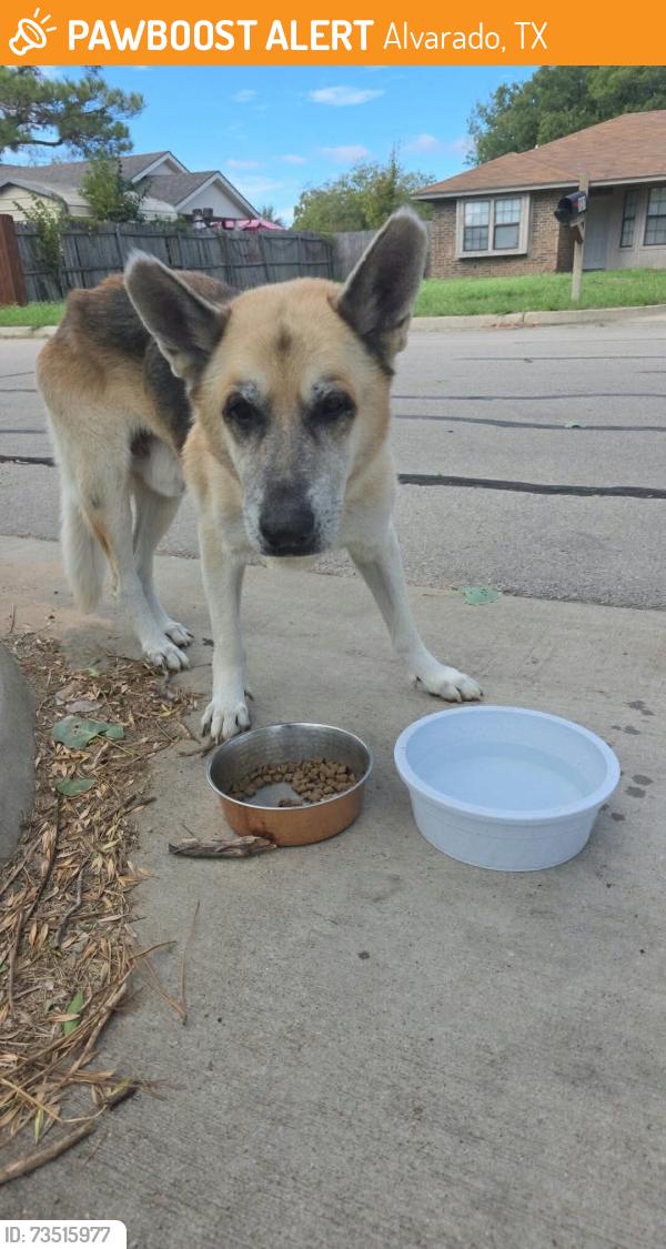 Found/Stray Male Dog last seen Post office, Alvarado, TX 76009
