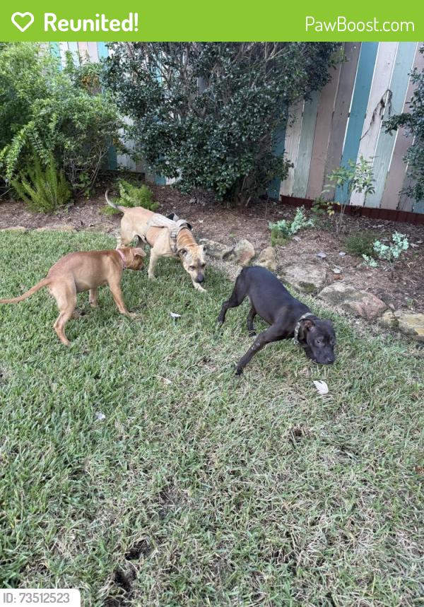 Reunited Female Dog last seen Hanberry Lane, Pearland, TX 77584