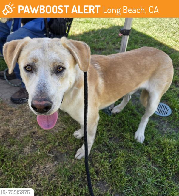 Found/Stray Male Dog last seen Near W 31st St, Long Beach, CA 90810, Long Beach, CA 90810