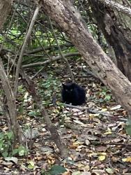 Found/Stray Unknown Cat last seen Clarkston Rd., west of Sashabaw Rd., Oakland County, MI 48348