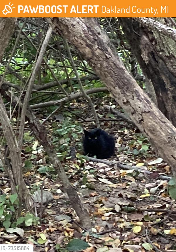 Found/Stray Unknown Cat last seen Clarkston Rd., west of Sashabaw Rd., Oakland County, MI 48348