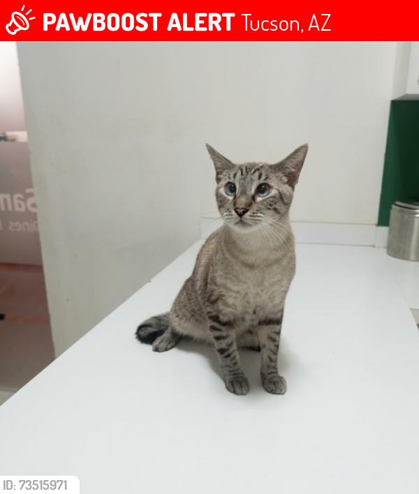 Lost Male Cat last seen Las Brisas apmts (2525 N Los Altos Ave, Tucson, AZ 85705)., Tucson, AZ 85705