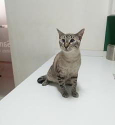 Lost Male Cat last seen Las Brisas apmts (2525 N Los Altos Ave, Tucson, AZ 85705)., Tucson, AZ 85705