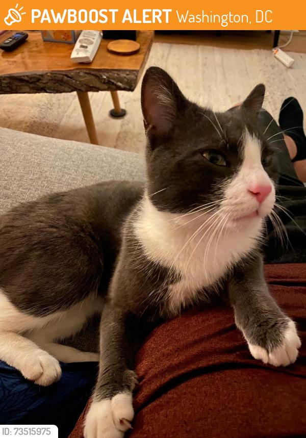 Found/Stray Male Cat last seen Fendall St., Washington, DC 20020